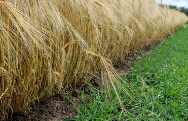 Winter barley on a summer morning in the field