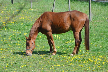 Fototapeta premium Tiere, #3737