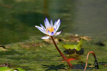 Purple and yellow lotus flowers in the water pond