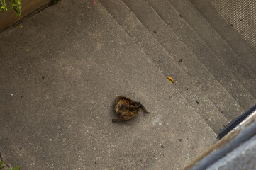 A cat is siting and licking herself to avoid any bacteria.