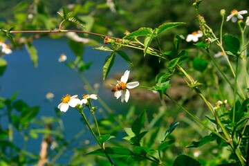 Pink flowers in the green field
