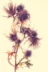 Dry thistle on yellow  background.