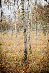 Birch forest in autumn.