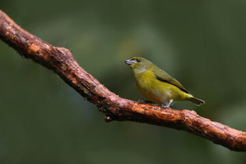 Obraz premium Yellow-throated Euphonia perched on branch