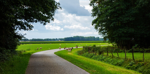 Scenery with European roe deer (Capreolus capreolus)
