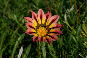 Cheerful pink, white, and yellow Gazania Daisy blooming in a flower garden. Landscape view from above.