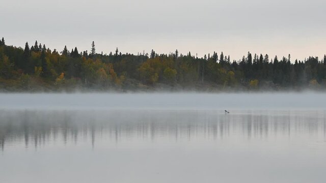 A loon type duck swims across a lake with early morning fog blowing across a clam lake.  Small ripples occur in the water.
