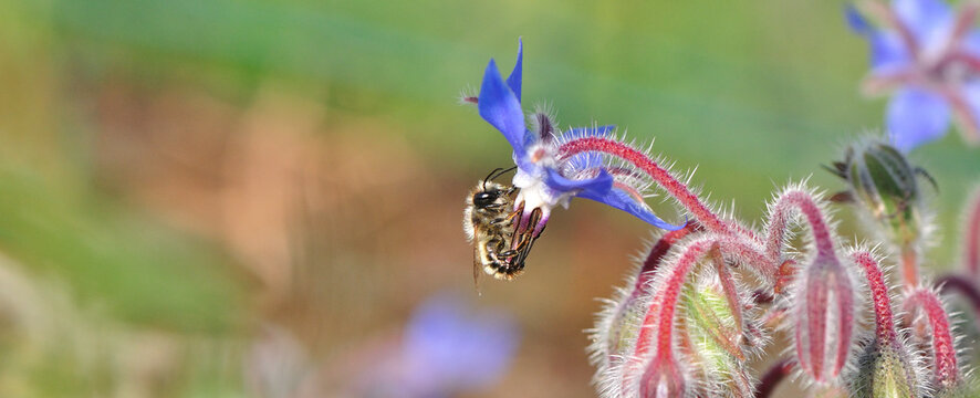 Une abeille butine de la bourache