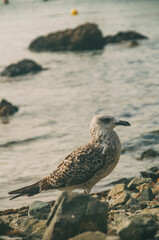 Quiet Wild Seagul Bird with Sea Background in Tabarca Island