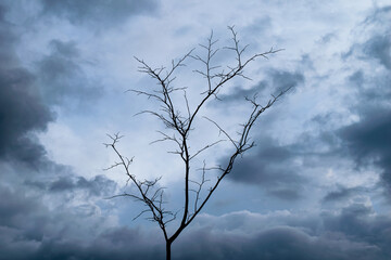 A tree and the rainy season