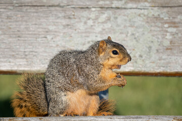 Naklejka na ściany i meble eastern fox squirrel is seraching for food before the Michigan winter