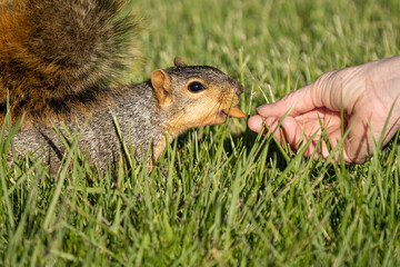 eastern fox squirrel is seraching for food before the Michigan winter