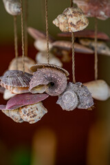 Close-up of seashells used as home decorations