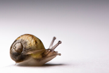Baby snail
