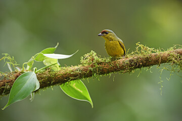 Olive-backed euphonia perched on moss branch