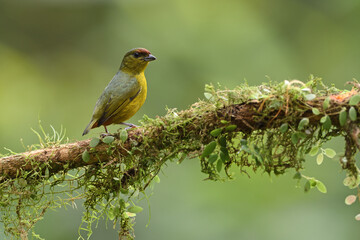 Olive-backed euphonia perched on moss branch