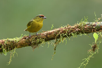 Olive-backed euphonia perched on moss branch