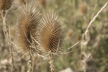 Garden, landscape and nature photography