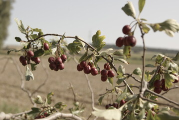 Garden, landscape and nature photography