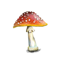 illustration of a poisonous mushroom fly agaric close-up. red hat of fly-agaric with white spots. isolated on a white background.