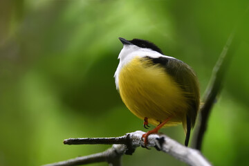 White-collared manakin perched on branch