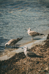 Three Beautiful Pigeons Seaguls Birds in Tabarca Island Beach