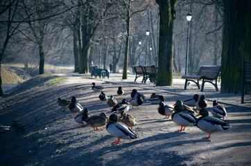 Fototapeta premium Beautiful ducks bask in the spring sun while sitting in the park by the river