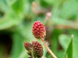 Mimosa pudica, also called sensitive plant, sleepy plant, action plant, touch-me-not, shameplant, zombie plant, bashful mimosa, herbe sensible, sensitive grass, shame bush, shame face and shame lady.