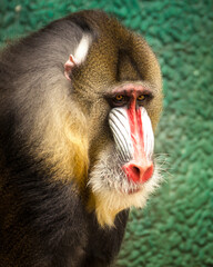 Tierportraits
