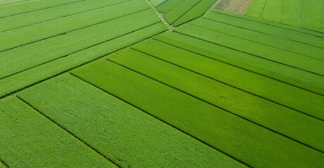 rows of sugar cane crop from above © Emily