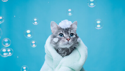 Funny wet gray tabby cute kitten after bath wrapped in towel with big eyes. Just washed lovely...