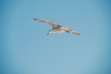 Big Bird Flying and Planning through Blue Sky