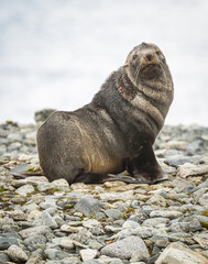 Fototapeta premium Antarctic Fur Seal (Arctocephalus gazella)