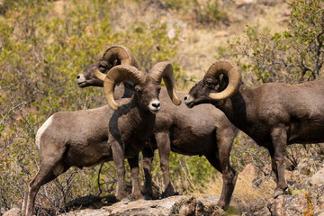 Bighorn Sheep in Waterton Autumn