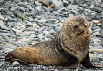 Fototapeta premium Antarctic Fur Seal (Arctocephalus gazella)