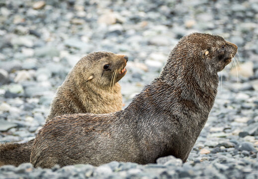 รูปภาพKerguelen – เลือกดูภาพถ่ายสต็อก เวกเตอร์ และวิดีโอ234 | Adobe Stock