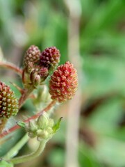 Mimosa pudica, also called sensitive plant, sleepy plant, action plant, touch-me-not, shameplant, zombie plant, bashful mimosa, herbe sensible, sensitive grass, shame bush, shame face and shame lady.