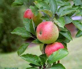 pomme du jardin
