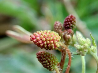 Mimosa pudica, also called sensitive plant, sleepy plant, action plant, touch-me-not, shameplant, zombie plant, bashful mimosa, herbe sensible, sensitive grass, shame bush, shame face and shame lady.
