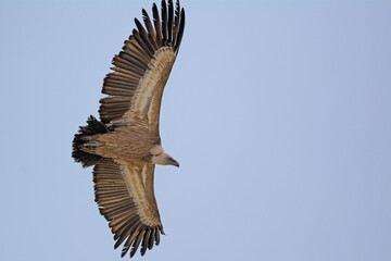 Griffon Vulture (Gyps fulvus), Crete