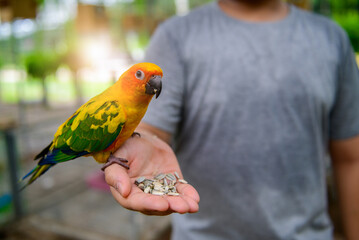 A lovebird is eating dry sunflower seeds in hand. © kwanchaichaiudom
