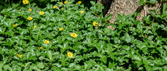 Spring green grass texture with flowers 
