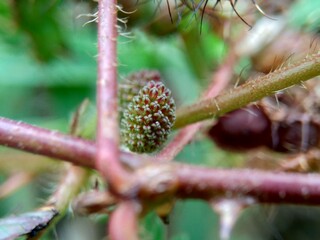 Mimosa pudica, also called sensitive plant, sleepy plant, action plant, touch-me-not, shameplant,...