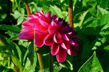 A beautiful purple  dahlia flower blooms in the garden with green leaves