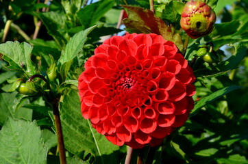 A beautiful red dahlia flower blooms in the garden