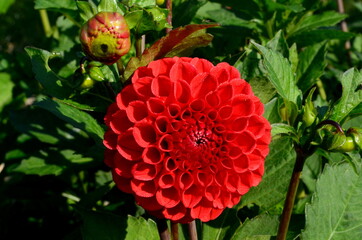 A beautiful red dahlia flower blooms in the garden