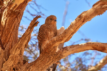 Greater kestrel hiding from the Namibian heat