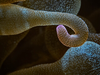 Bulb-tentacle Sea Anemone, Blasenanemone (Entacmaea quadricolor)