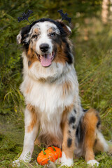 An Australian shepherd dog sits on the background of a green forest, bats on its head, looking joyfully straight at the camera