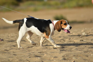 Beagle en la playa 2